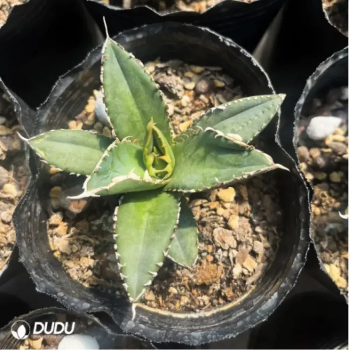 Agave Werewolf - Image 3