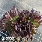 Aeonium Arboreum Velour European NO.4 - Image 3