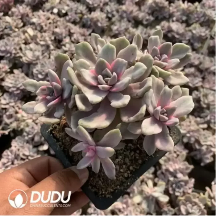 Echeveria'Mrs Richards'/Echeveria 'Gypsy' White Variegated Clustering - Image 3