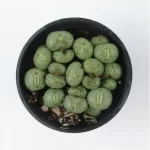Conophytum-Phosphor jade(Pot Sale) - Image 3