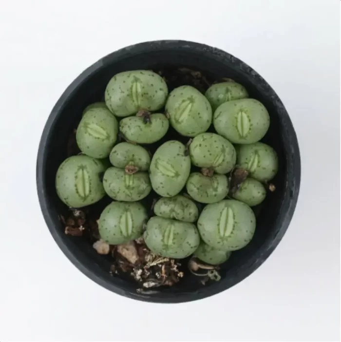 Conophytum-Phosphor jade(Pot Sale) - Image 3