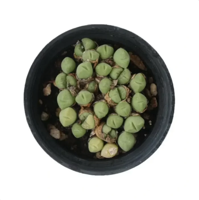 Conophytum-hians(Pot Sale) - Image 3
