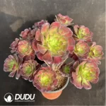 Aeonium Caput-Medusae Middle Variegated Cluster - Image 3