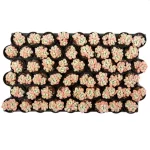 Graptosedum Miul Double Head - Image 3