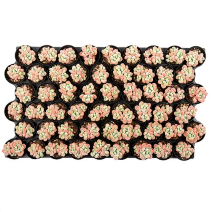 Graptosedum Miul Double Head - Image 3