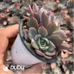 Echeveria Hera variegated Clustering Cutting - Image 3