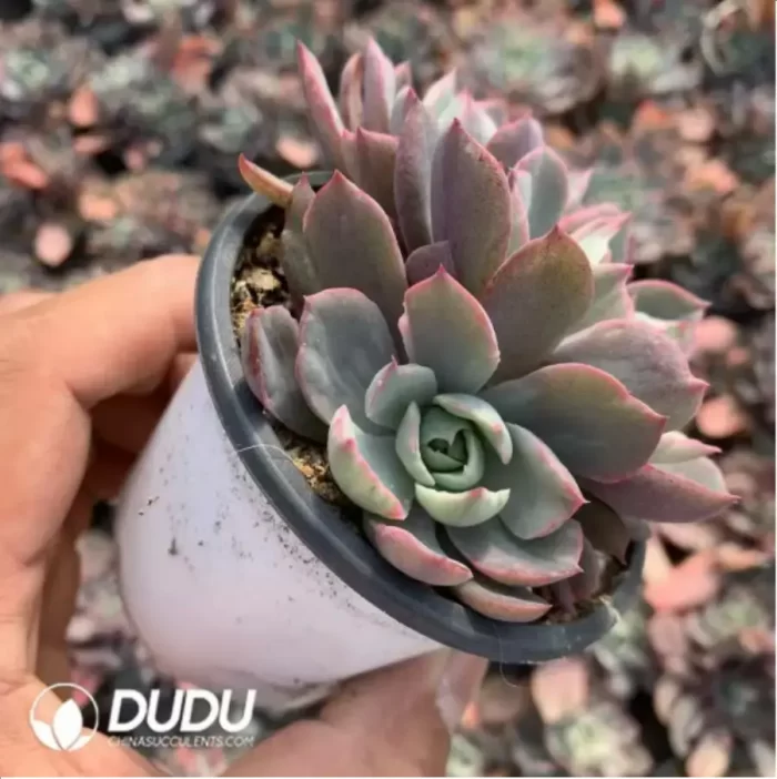 Echeveria Hera variegated Clustering Cutting - Image 3