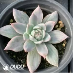 Echeveria Blue bird variegated - Image 3