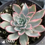 Echeveria Amistar variegated - Image 3