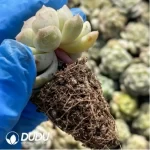 105Pcs/Tray Echeveria White Lotus Seedlings(Mix & Match 5+) - Image 3