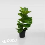 0.2/Pcs Ficus lyrata Seedling(100Pcs?? - Image 4