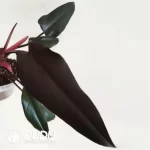 0.5/Pcs Philodendron majesty Seedling(100Pcs?? - Image 4