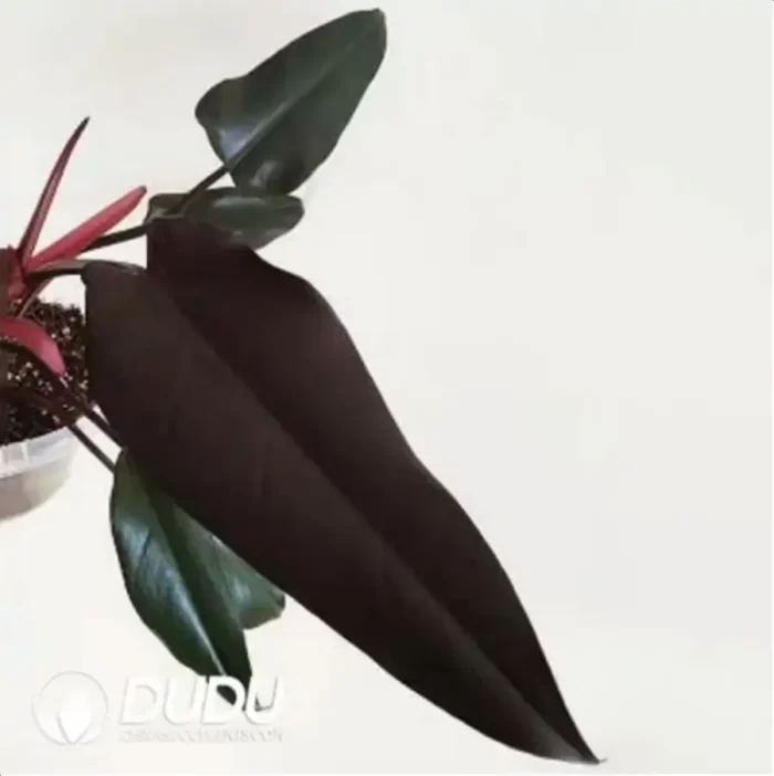 0.5/Pcs Philodendron majesty Seedling(100Pcs?? - Image 4