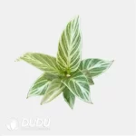 0.3/Pcs Philodendron Birkin variegated Seedling(100Pcs?? - Image 4