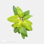 0.5/Pcs Philodendron 'Painted Lady' Seedling(100Pcs?? - Image 4