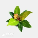 0.2/Pcs Philodendron Prince of Orange Seedling(100Pcs?? - Image 4