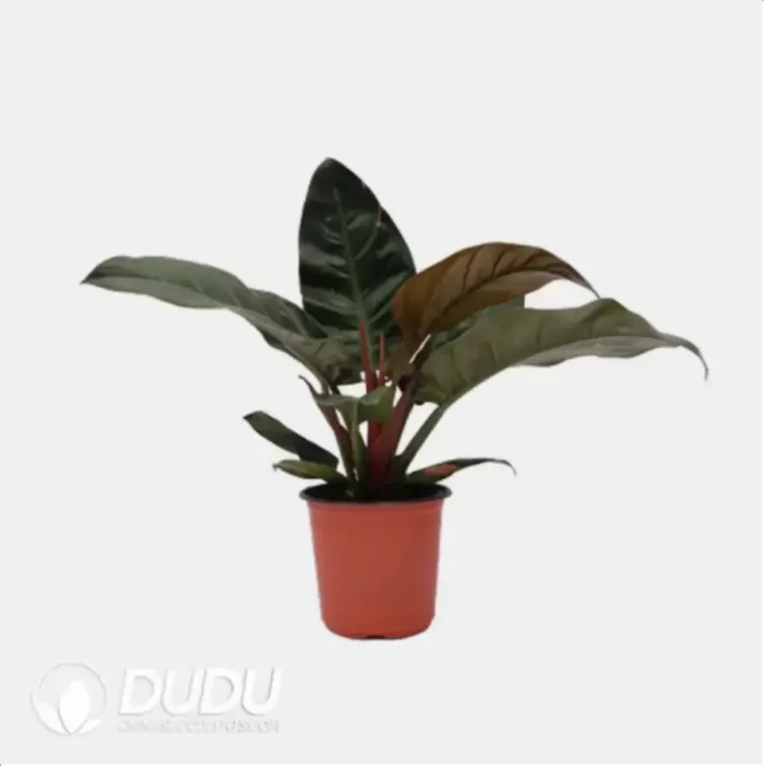 0.2/Pcs Philodendron 'Imperial Red' Seedling(100Pcs?? - Image 4