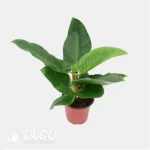 0.2/Pcs Philodendron 'Imperial Green' Seedling(100Pcs?? - Image 4