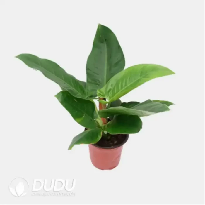 0.2/Pcs Philodendron 'Imperial Green' Seedling(100Pcs?? - Image 4