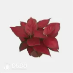 0.3/Pcs Aglaonema A029 Seedling(100Pcs?? - Image 4