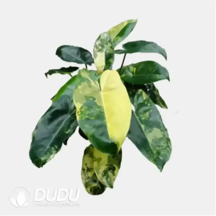 2.1/Pcs Philodendron 'Burle Marx' Albo Variegata Seedling(100Pcs?? - Image 4