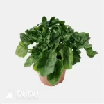 0.2/Pcs Philodendron Atom Seedling(100Pcs?? - Image 4