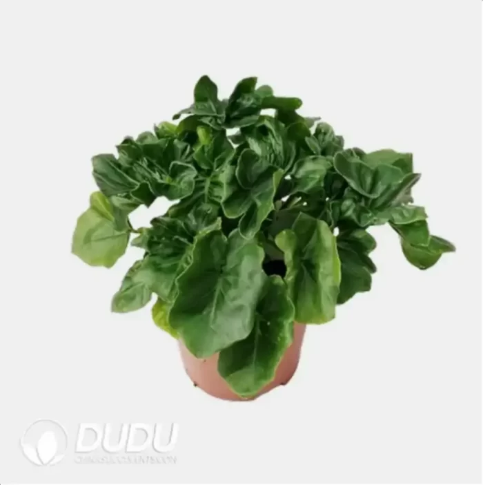 0.2/Pcs Philodendron Atom Seedling(100Pcs?? - Image 4