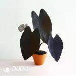 0.3/Pcs Colocasia esculenta Black Magic Seedling(100Pcs?? - Image 4