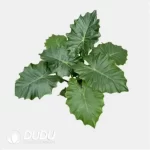 0.3/Pcs Alocasia 'Portora' Seedling(100Pcs?? - Image 4