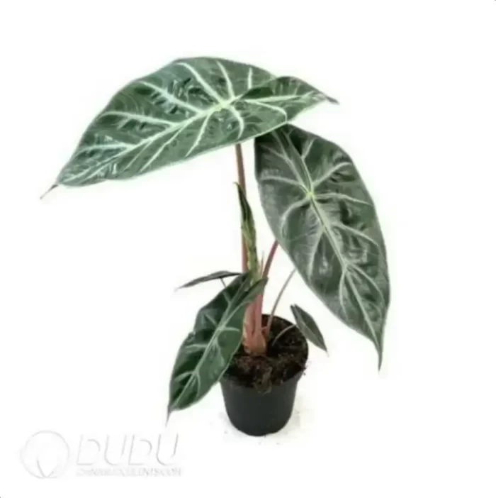 0.3/Pcs Alocasia 'Pink Dragon' Seedling(100Pcs?? - Image 4