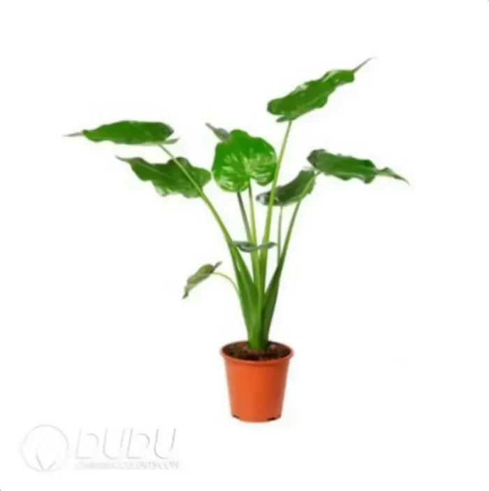 0.3/Pcs Alocasia cucullata Seedling(100Pcs?? - Image 4