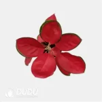 0.3/Pcs Aglaonema 'A026' Seedling(100Pcs?? - Image 4