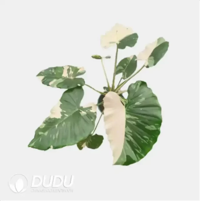 4.3/Pcs Alocasia odora 'Okinawa Silver' Seedling(100Pcs?? - Image 4