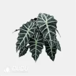 0.2/Pcs Alocasia " amazonica 'Polly' Seedling(100Pcs?? - Image 4
