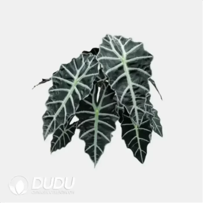 0.2/Pcs Alocasia " amazonica 'Polly' Seedling(100Pcs?? - Image 4