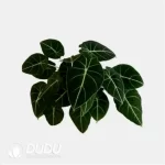 0.3/Pcs Alocasia 'Black velvet' Seedling(100Pcs?? - Image 4