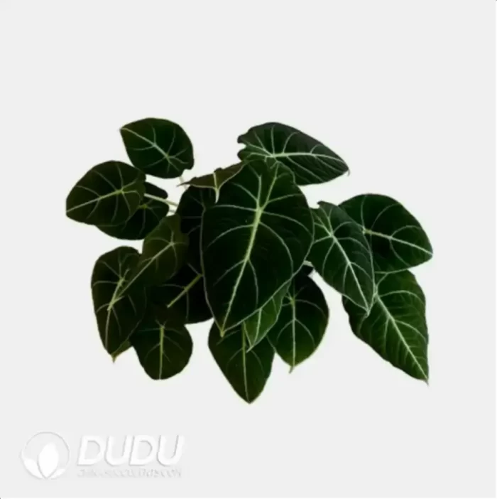 0.3/Pcs Alocasia 'Black velvet' Seedling(100Pcs?? - Image 4