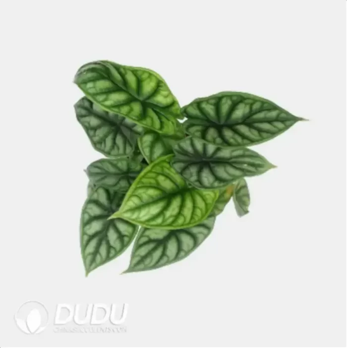 0.3/Pcs Alocasia 'Dragon Scale' Seedling(100Pcs?? - Image 4