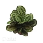 0.3/Pcs Calathea medallion V2 Seedling(100Pcs?? - Image 4
