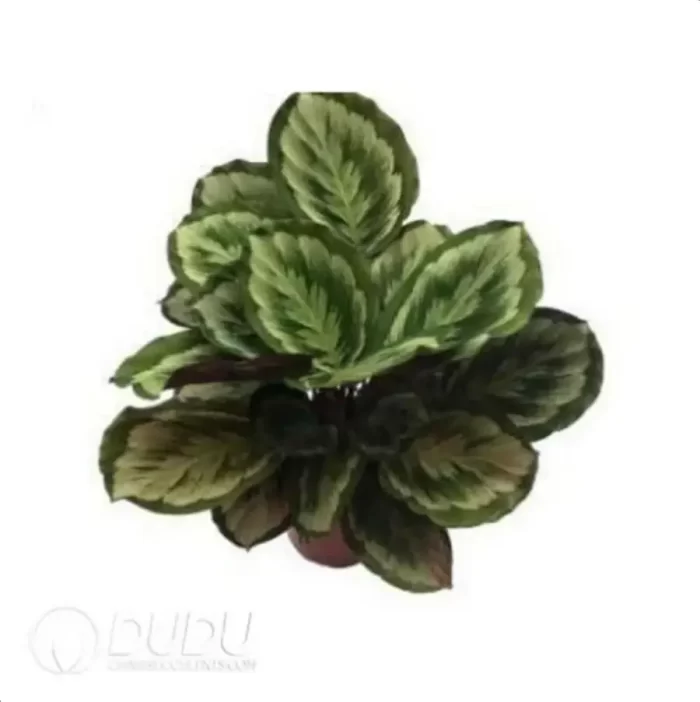 0.3/Pcs Calathea medallion V2 Seedling(100Pcs?? - Image 4