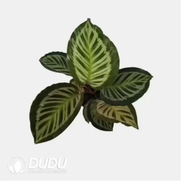 0.3/Pcs Calathea 'C042' Seedling(100Pcs?? - Image 4