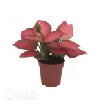 0.3/Pcs Aglaonema 'Ruby' Seedling(100Pcs?? - Image 4