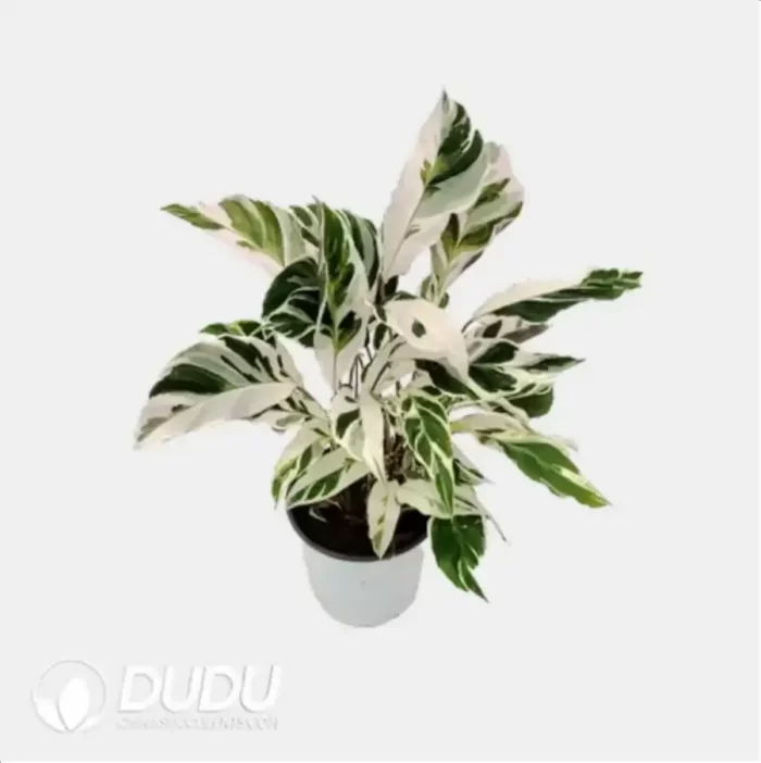 1.3/Pcs Calathea 'Fusion White' Seedling(100Pcs?? - Image 4