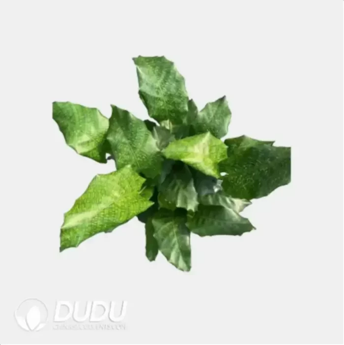 0.3/Pcs Calathea 'Network' Seedling(100Pcs?? - Image 4