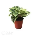 0.9/Pcs Calathea louisae 'Thai Beauty' Seedling(100Pcs?? - Image 4