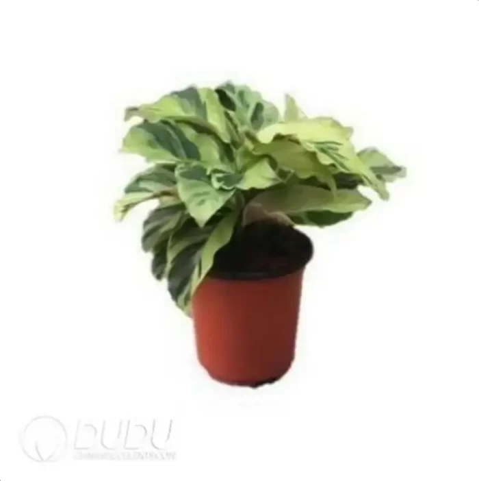 0.9/Pcs Calathea louisae 'Thai Beauty' Seedling(100Pcs?? - Image 4