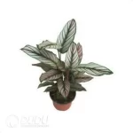 0.5/Pcs Calathea majestica Seedling(100Pcs?? - Image 4