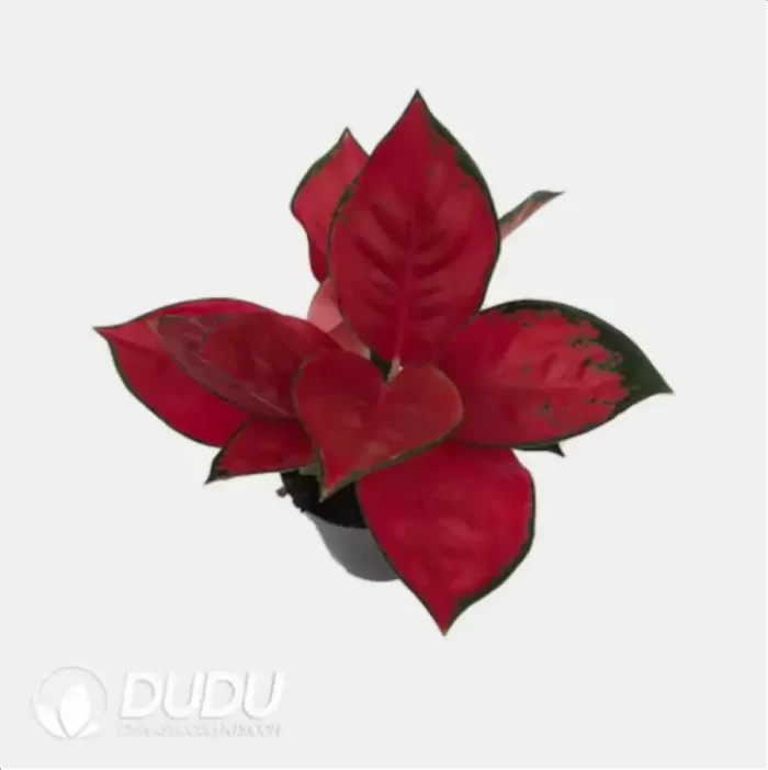 0.3/Pcs Aglaonema A020 Seedling(100Pcs?? - Image 4