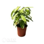 0.4/Pcs Ctenanthe pilosa 'Golden Mosaic' Seedling(100Pcs?? - Image 4