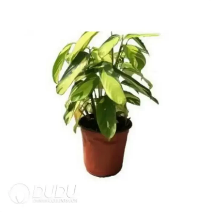 0.4/Pcs Ctenanthe pilosa 'Golden Mosaic' Seedling(100Pcs?? - Image 4